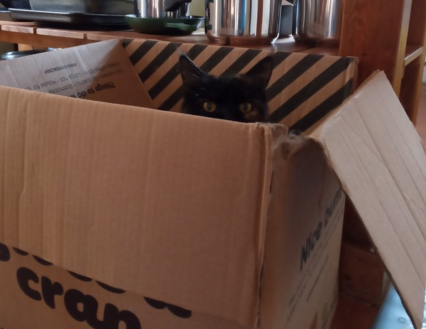 Come on - surely it's funny cat picture time?!