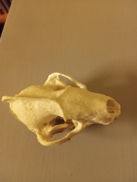 To ask what on earth is this?