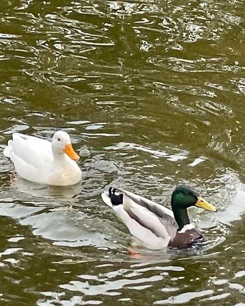 Does anyone else love feeding ducks?