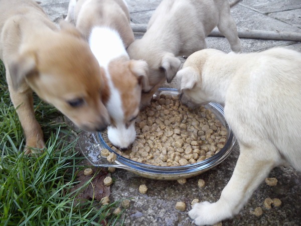 Would anybody like to guess the breeds of my new cross puppy?