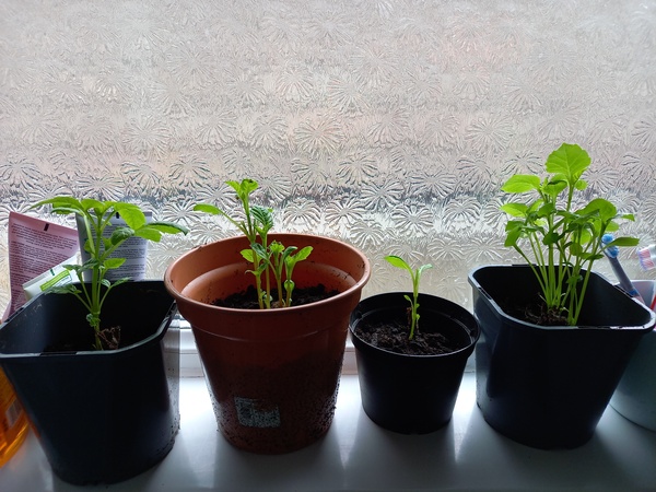 Who’s growing Dahlias this year