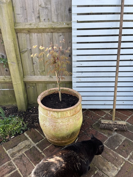 What have I done to my poor Acer?