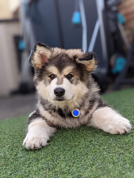 To think dogs are fantastic?