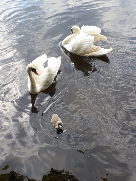 Does anyone else love feeding ducks?