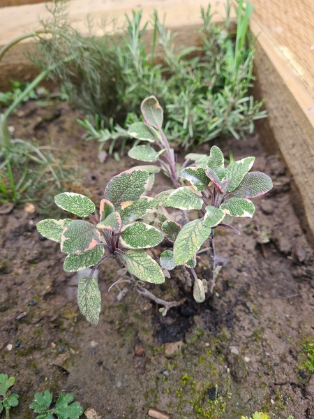 What is this herb
