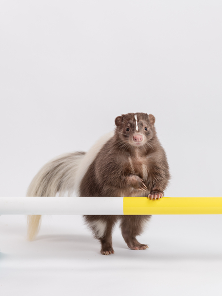Skunks.