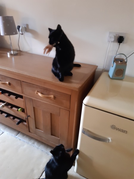 Come on - surely it's funny cat picture time?!