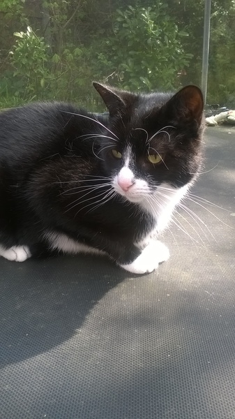 Cat photo thread