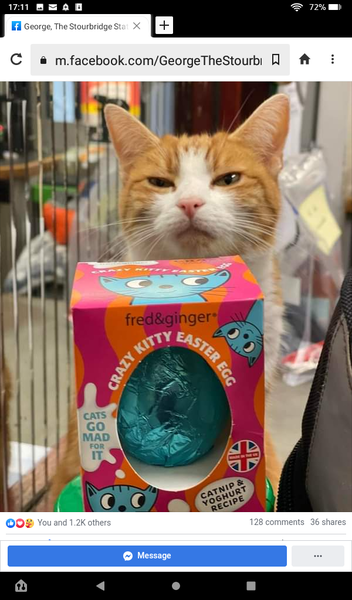 Not my cats and friends