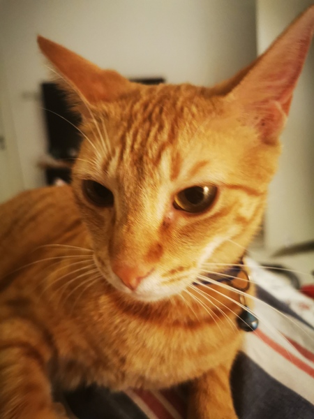 If you had a ginger cat what would you call it ?