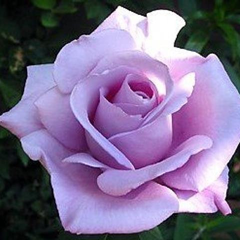 What new roses does everyone have for this year?