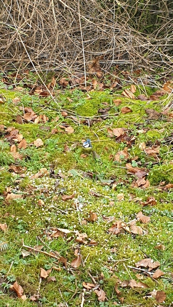 Nature Notes: the 2022 edition