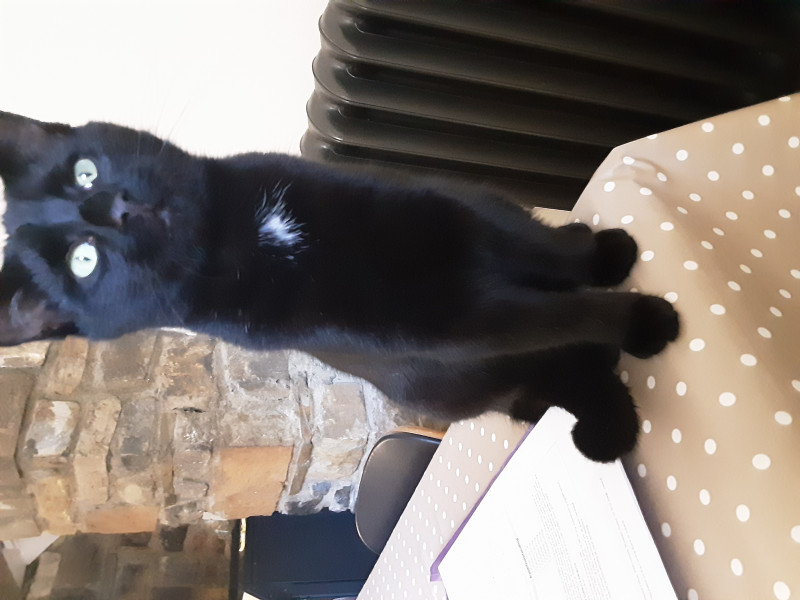 Cat photo thread