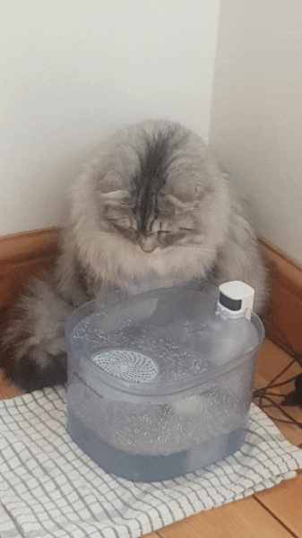 Shall I give up on her ever using the new cat fountain?