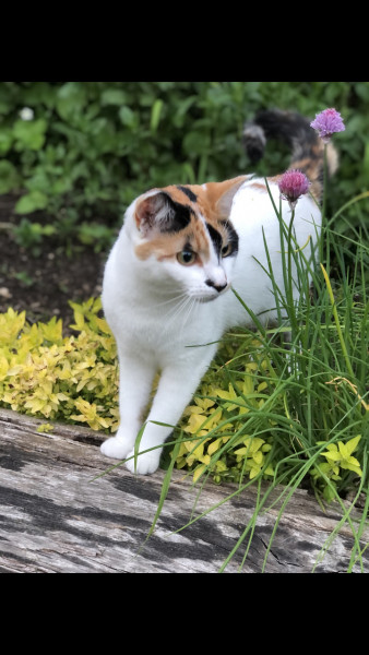 My new baby - 11 yr old calico girl 💕