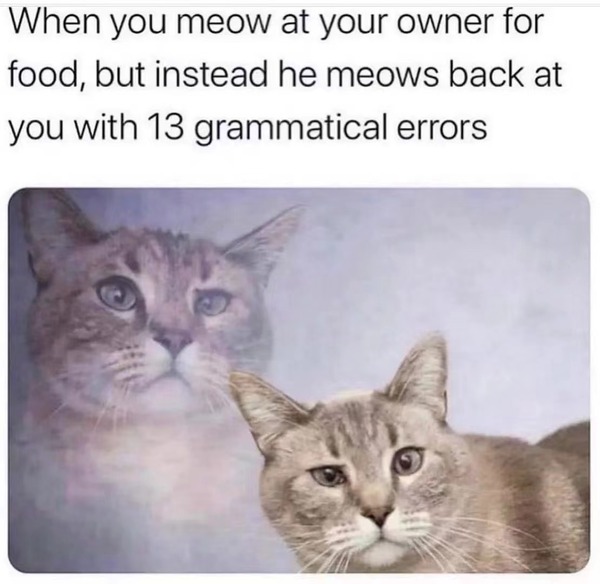Good cat memes