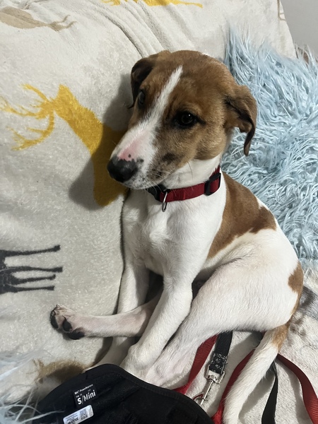 Would anybody like to guess the breeds of my new cross puppy?