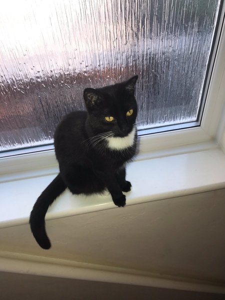 Help me pick a name for my black kitten! 🖤