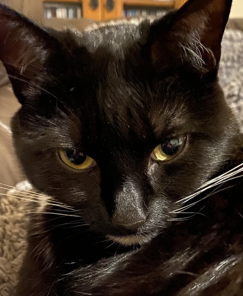 AIBU or is my cat BU?