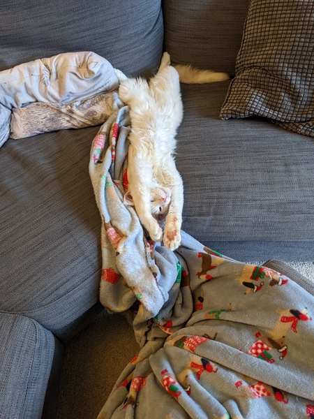 Come on - surely it's funny cat picture time?!