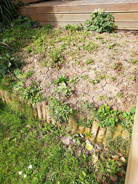 What would you grow on this patch?