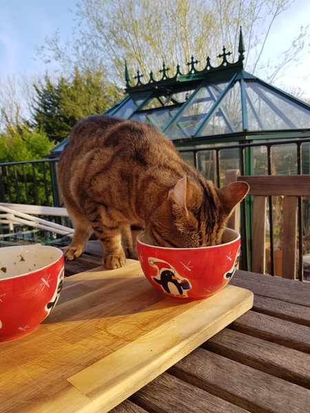 Thug cat part 4.  After all, it's not my Axminster.