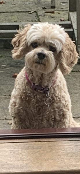 Cockapoos- from working or show cocker???