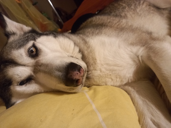 I am 'that' person with an aggressive dog :( (fear aggression).