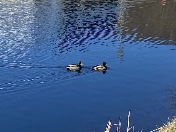 Come and tell me your dull and unexciting news 22: Calmly through the day