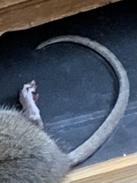 Just opened a drawer and found a dead rat