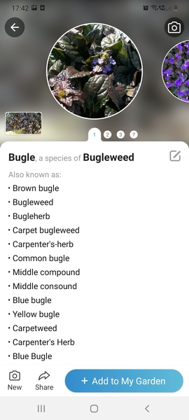 Help needed with plant ID please!