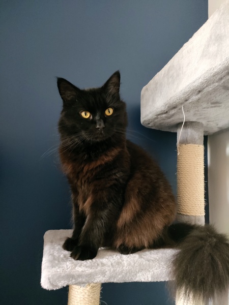 Cat photo thread