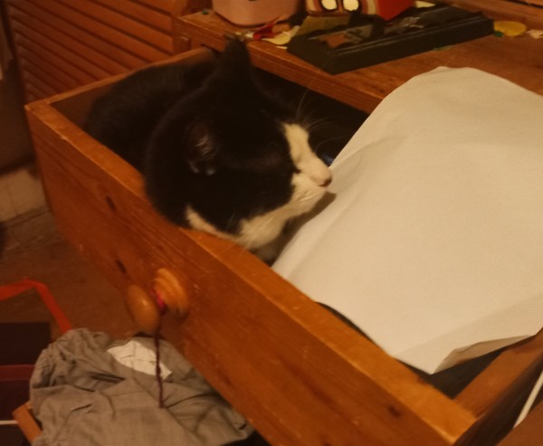 Cat photo thread
