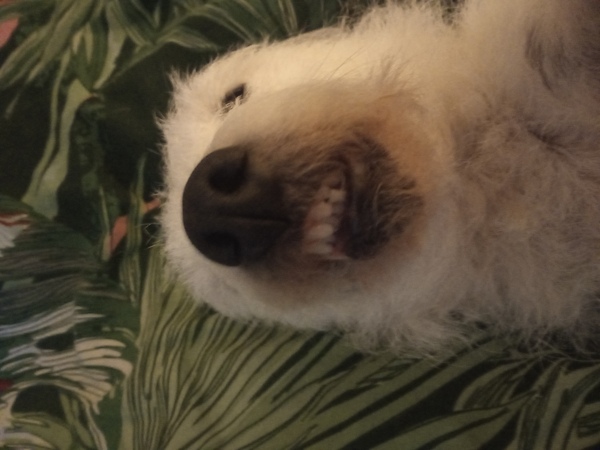 What’s the thing that your dog does that always makes you laugh