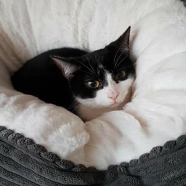 My cat died