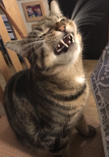 Come on - surely it's funny cat picture time?!