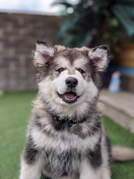 Puppy Survival Thread: muddy footprints into Spring 2022