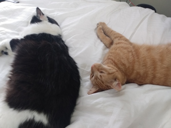 Not my cats and friends