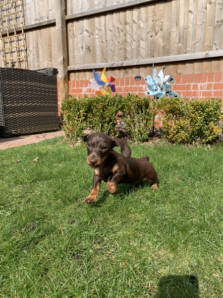 Puppy Survival Thread: muddy footprints into Spring 2022