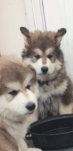 Puppy Survival Thread: muddy footprints into Spring 2022