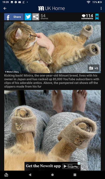 Not my cats and friends