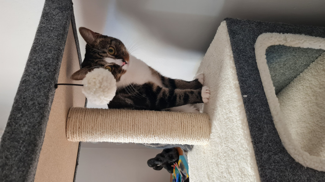 How intelligent is your cat?