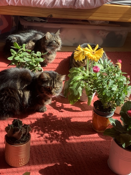 Not my cats and friends