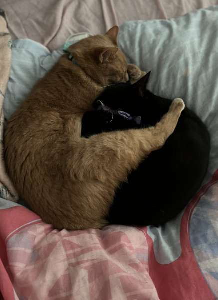 Cat photo thread