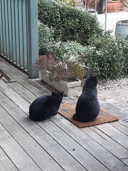 Not my cats and friends