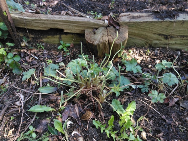 What do you think is eating my geraniums?