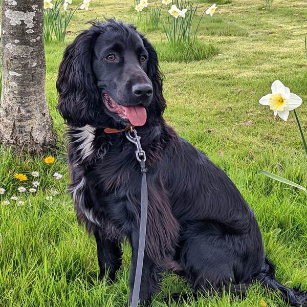 Puppy Survival Thread: muddy footprints into Spring 2022