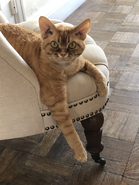 How intelligent is your cat?