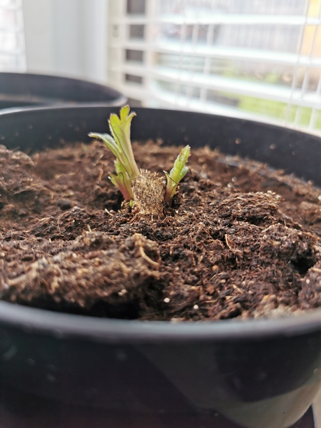 Who’s growing Dahlias this year