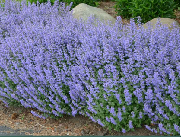 What would you plant in these pots?